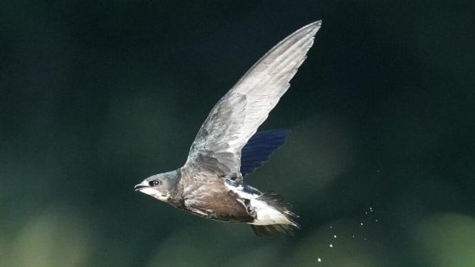 ハリオアマツバメ 優雅に飛行中!