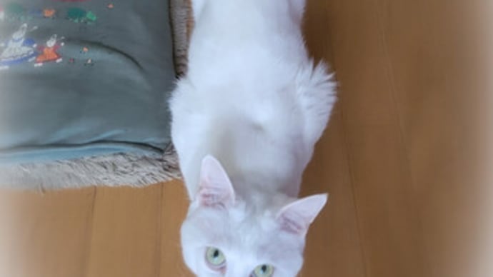 ましろの上目遣い