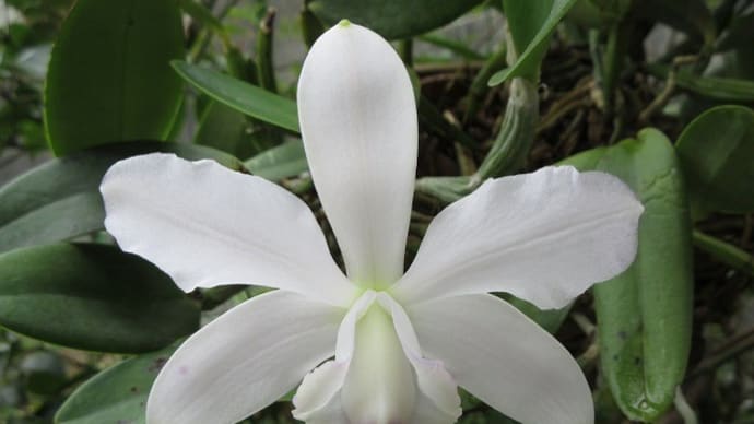 ワルケリンターセルレア C.Walkerinter,coerulea 多肉・七宝珠
