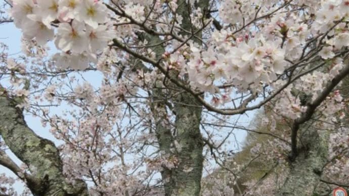 井原桜まつりはいい感じ