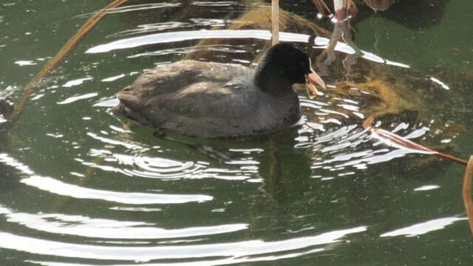 皇居お濠端の野鳥