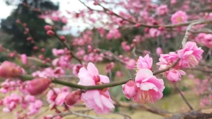 節分ですね