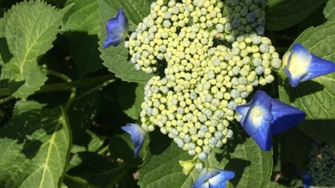 紫陽花開花