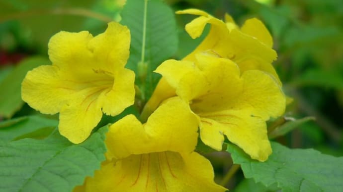 春・秋の花：金鈴樹