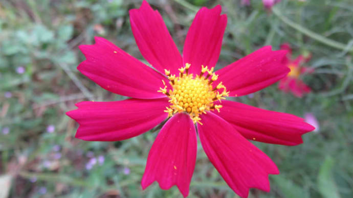 October cosmos