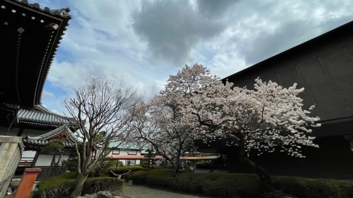 お雛様と涅槃桜
