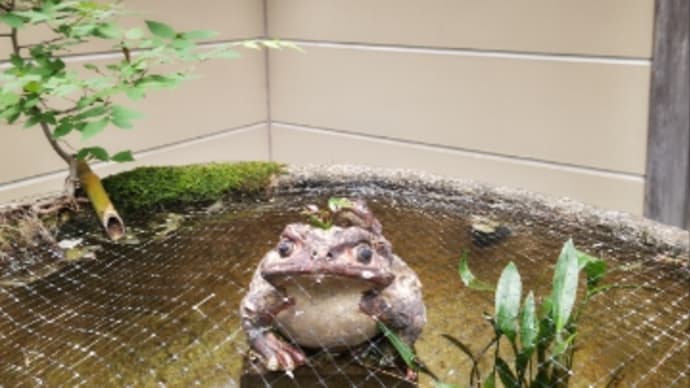 井の中の蛙大海を知らず、いや知ったからこそ主を待つ守り神となったのだろうか?