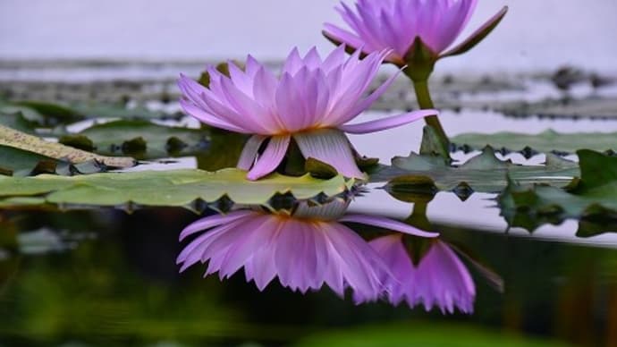 草津市立 水生植物公園みずの森 ４