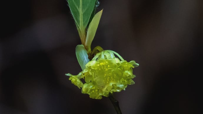 里山の春を彩る山野草2023 その1
