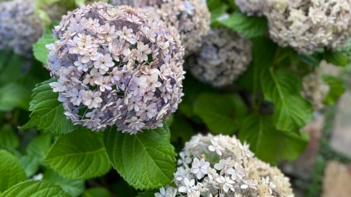 紫陽花てまりてまりを木陰に移動*ダイソー害獣ネットを利用