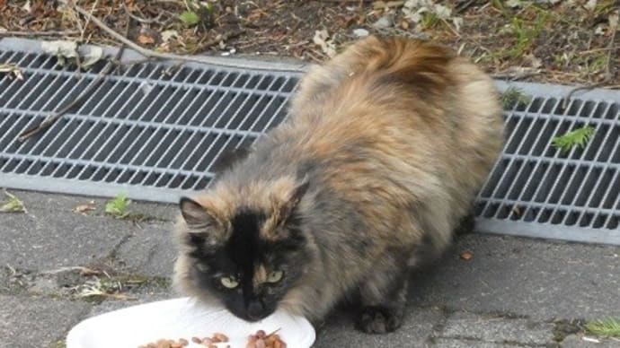 給付金の振込 ＆ 公園の猫に会ってきた