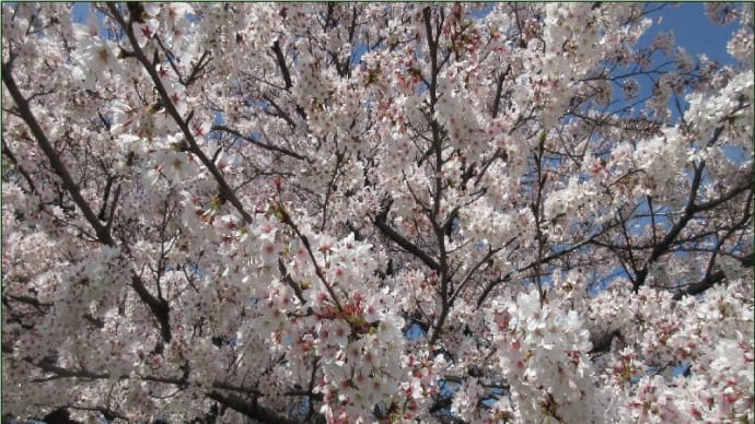 阿左美沼(あざみのぬま)の桜