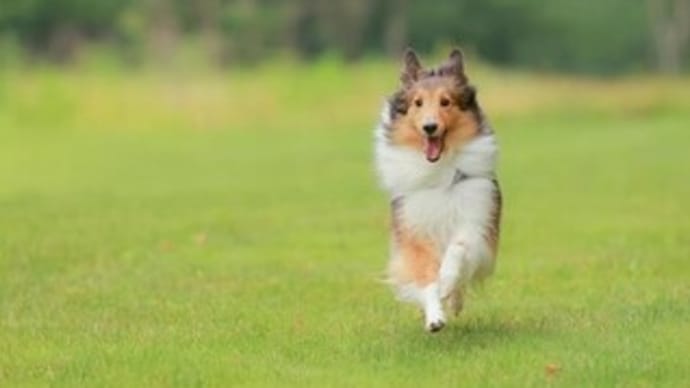 杉並区にドッグランがオープンします🐕