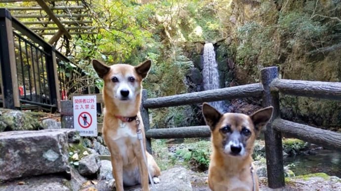 有馬温泉へ犬連れ小旅行♪
