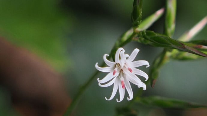 涼を求めて六甲高山植物園へ(PartⅡ)