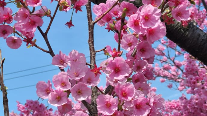 交差点近くに咲く陽光桜