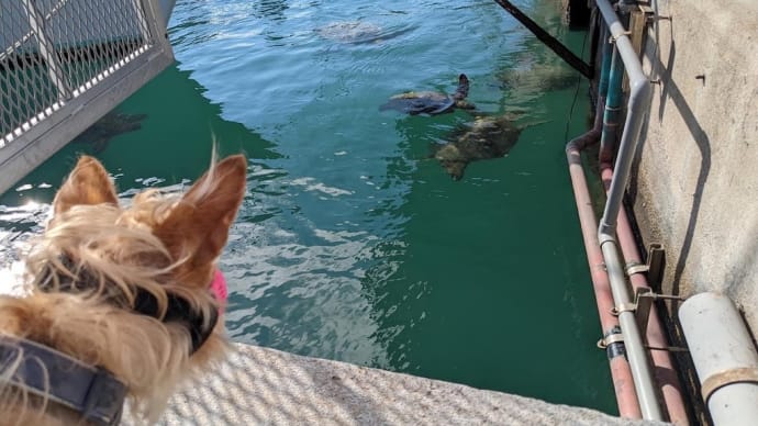 ウミガメ🐢