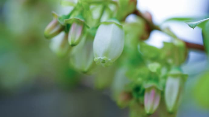 ●我が家の４月の花（11）　ブルーベリーの花　　ドウダンツツジの花