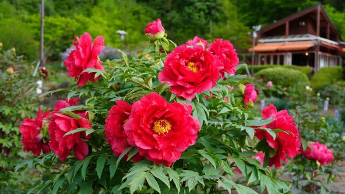 花と泉の公園