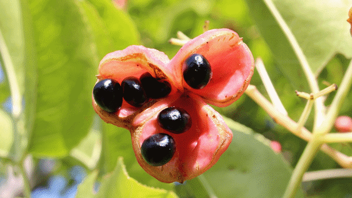 赤い莢の中の黒い豆 - ふたつ