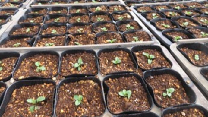 パンジーの植え込みが始まりました & お米の生育チェックと夏休みプランのお客様