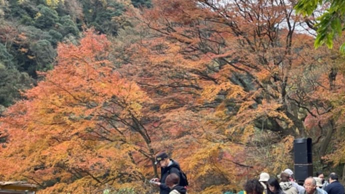 愛岐トンネル群紅葉続き