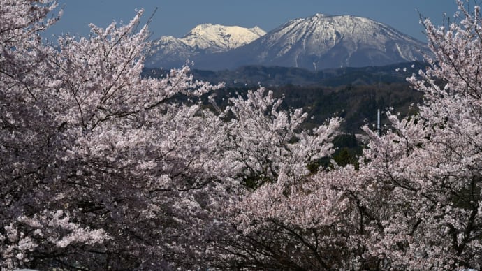 【さくら】谷厳寺の桜・・・（中野市）　☆4月10日撮影