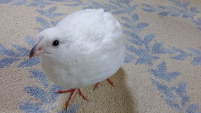ローリー 食う