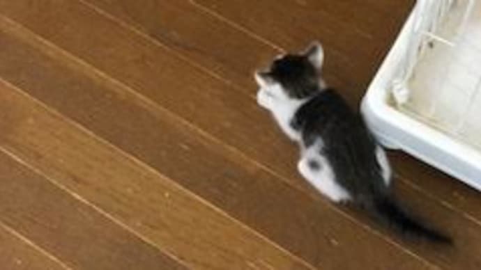赤ちゃん猫たち、ケージの外で遊び始めました