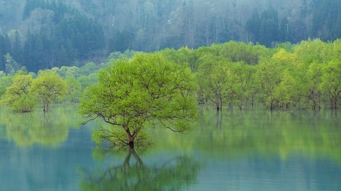 山形県　飯豊町　白川ダム湖畔の埋没林　2024.04.21