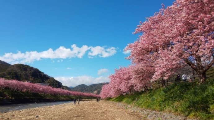 サクタロウ思い出日記、河津桜