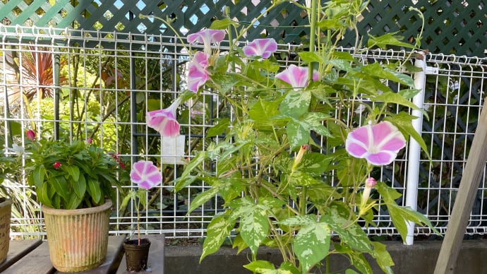 種を残す植物の本能か?
