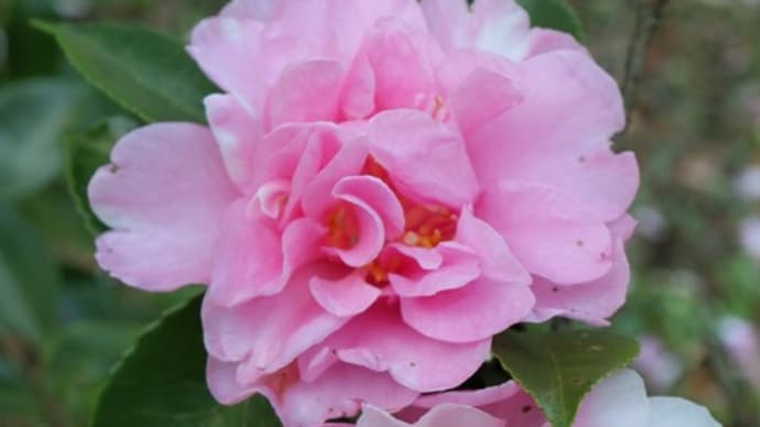 ピンクの獅子咲きの山茶花「昭和の栄」(椿山茶花シリーズ 20-10)