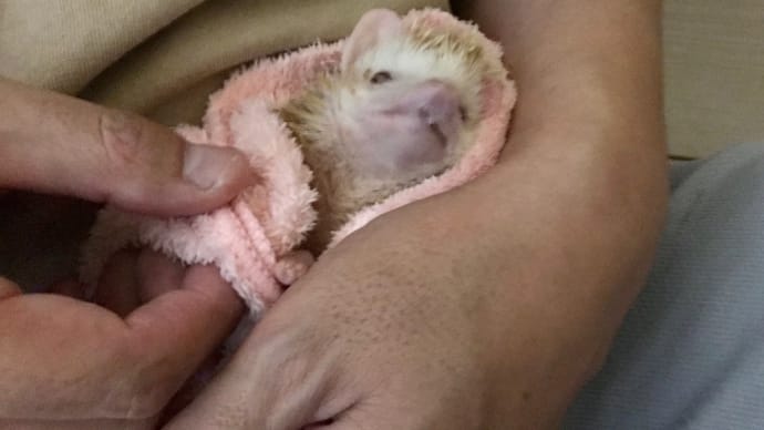 ハリネズミ 介護日記 9月8日