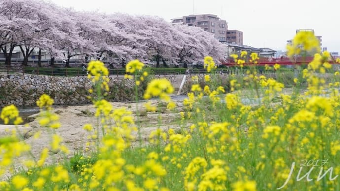 那珂川　サクラ　菜の花