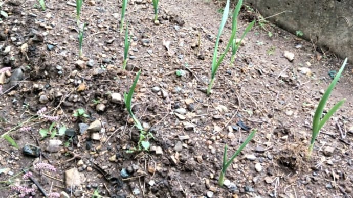 家庭菜園 ニンニクの発芽
