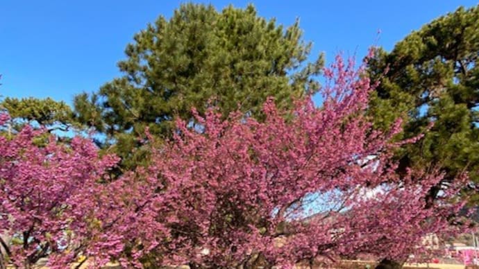 2022年2月9日　日本一早咲きの土肥桜！開花情報！西伊豆土肥温泉より発信！