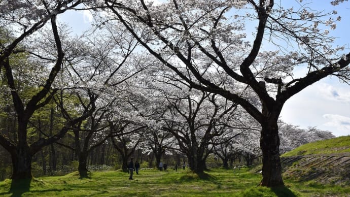 ソメイヨシノ狩り 岩手県立御所湖広域公園 雫石川園地の桜並木(5)トイレはないっす