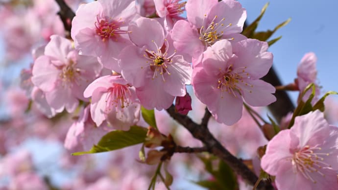 水元公園の桜が咲き始めました