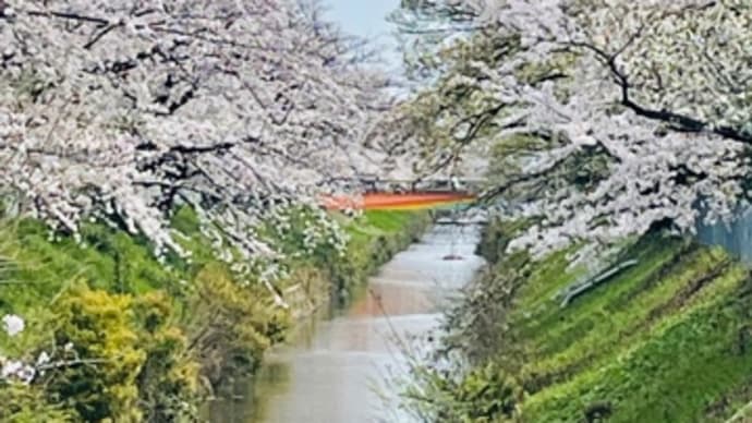 御用水跡街園お花見