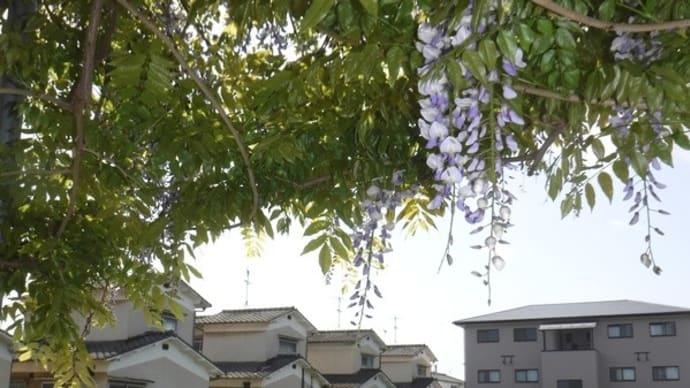 貸し農園が駐車場に…。(5月2日)