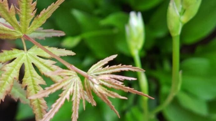 梅雨入りの翌日暦も入梅。2年生のモミジと並んだ擬宝珠(ギボウシ)
