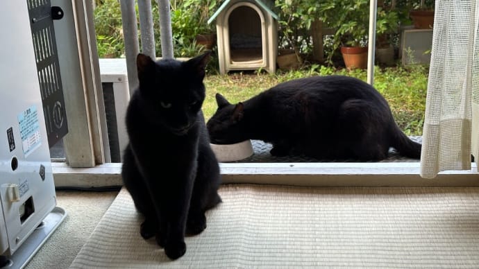 今朝の黒猫ダブル