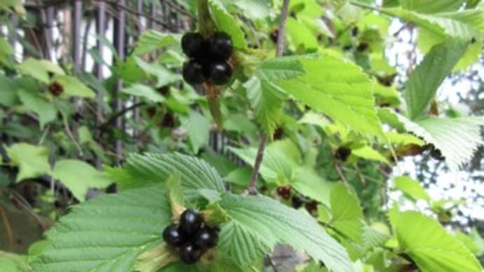 花が咲けば実も生る