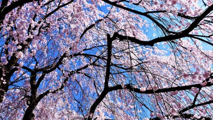 ２０２３・３・２９　上田城址公園・上田城櫓門の枝垂桜満開