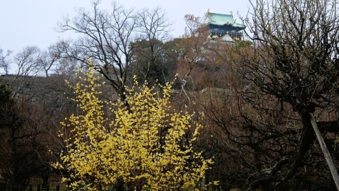 大阪城公園の蝋梅