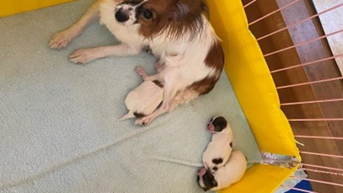 パピヨン・生後5日目