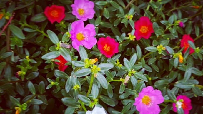 Have a wonderful weekend 🌸☘️😊🎶