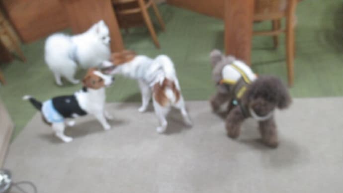 2023/12/12 犬の幼稚園BuddyDog