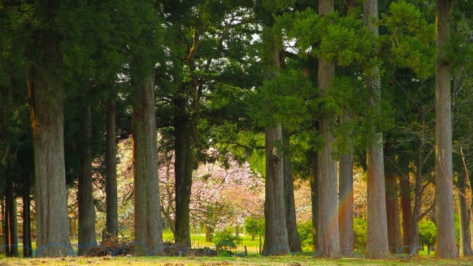4月の4枚【山と桜】
